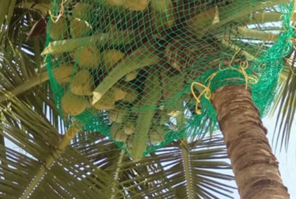 Coconut Tree Safety Nets in Chennai, Contact Ashok for Coconut Fall Protection Nets in Chennai at Affordable Price with Service Warranty, Online Booking Available, Order Now