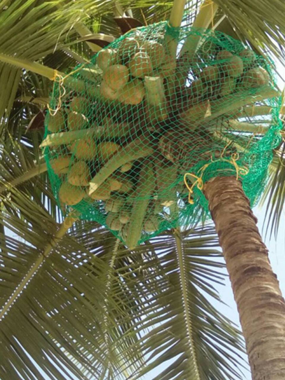 Coconut Tree Safety Nets in Chennai, Contact Ashok for Coconut Fall Protection Nets in Chennai at Affordable Price with Service Warranty, Online Booking Available, Order Now