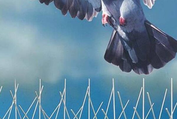 Pigeon and Bird Control Spikes in Chennai, Call 9791170467 for Same Day Installation
